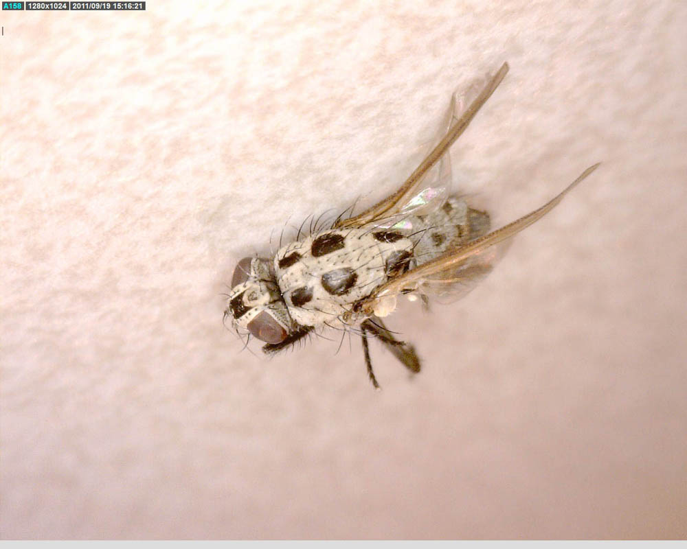 Anthomyiidae: Anthomyia plurinotata (female) (2)