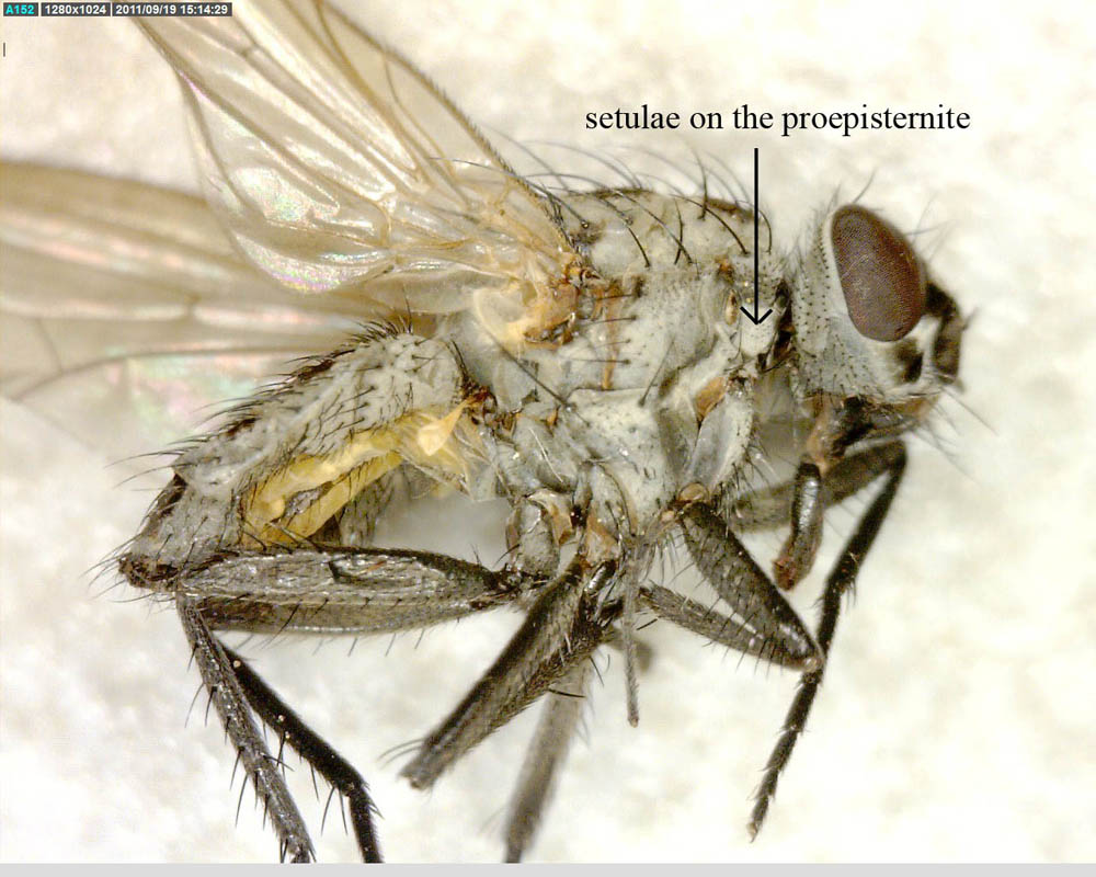 Anthomyiidae: Anthomyia plurinotata (female) (4)