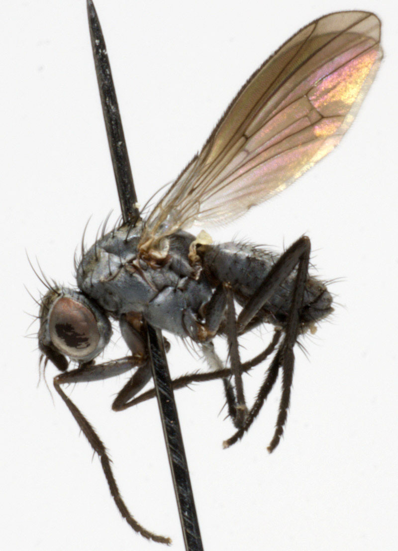 Anthomyiidae: Anthomyia monilis (male) (2)