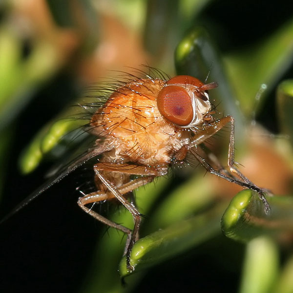 Anthomyiidae: Pegomya testacea (male) (2)