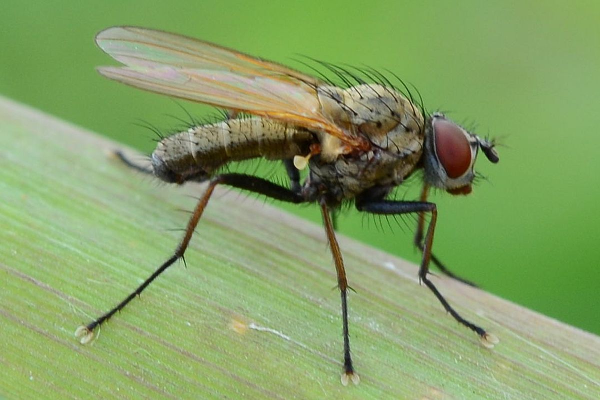 Anthomyiidae: Delia coarctata (male) (2)