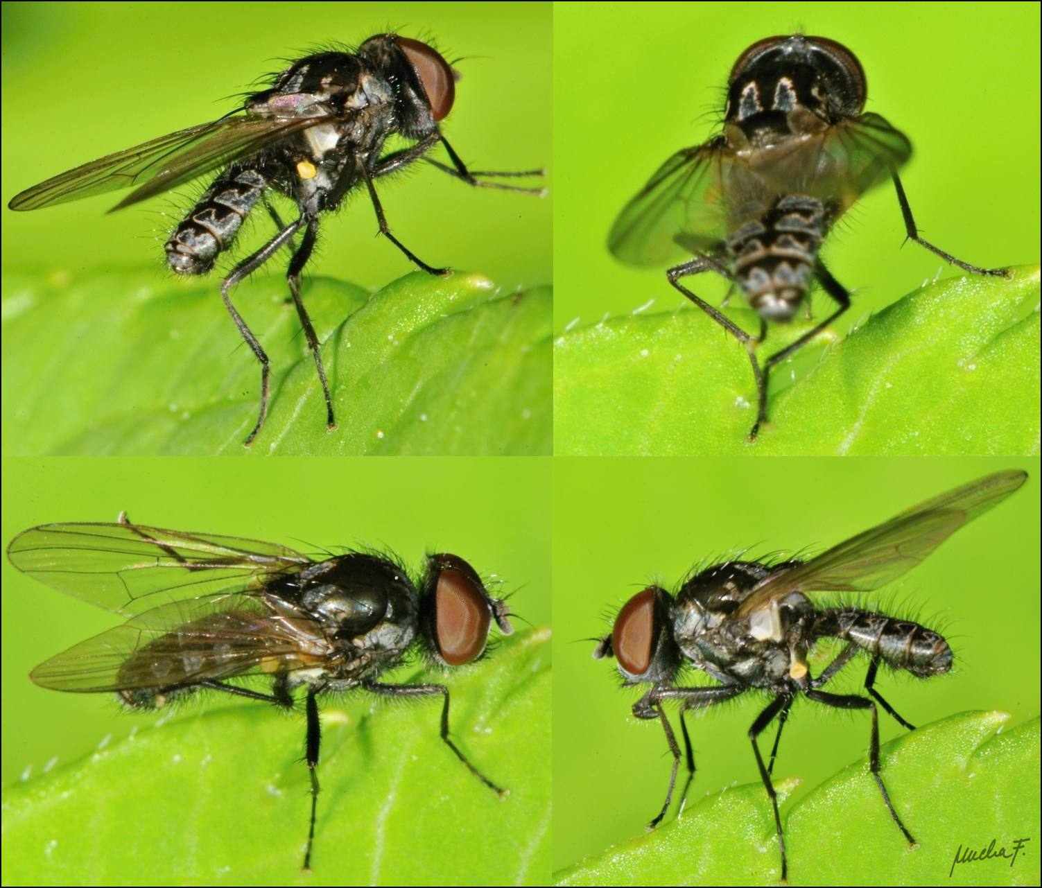 Anthomyiidae: Calythea nigricans (male) (1)