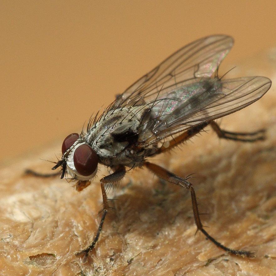 Anthomyiidae: Eustalomyia vittipes (male) (1)