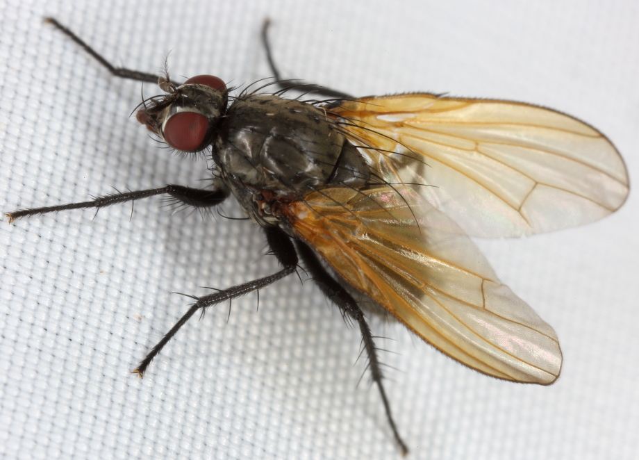 Anthomyiidae: Chirosia flavipennis (female) (1)