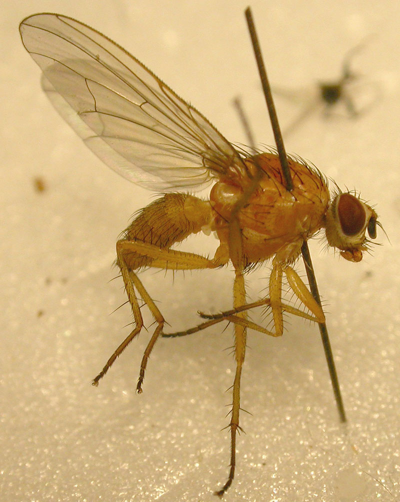 Anthomyiidae: Pegomya incisiva (female) (1)