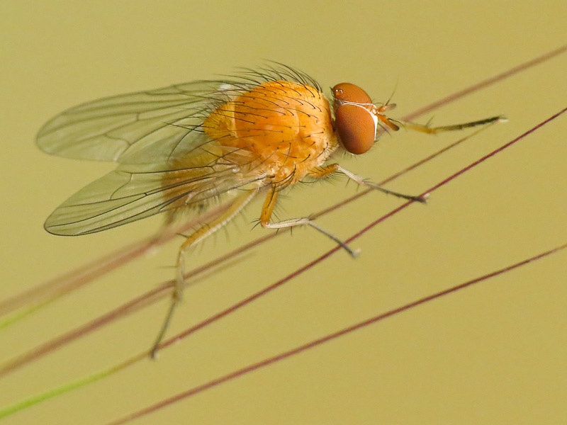 Anthomyiidae: Pegomya testacea (male) (3)