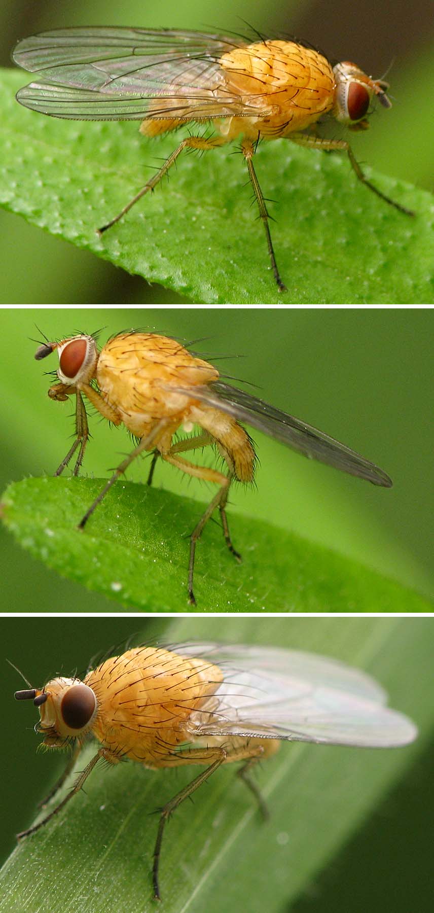 Anthomyiidae: Pegomya testacea (female) (3)