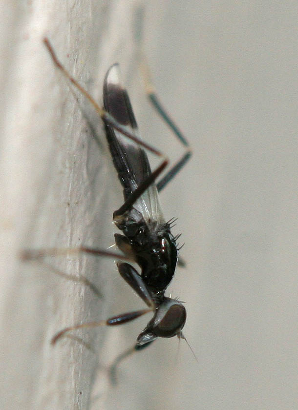 Hybotidae: Tachydromia umbrarum (1)