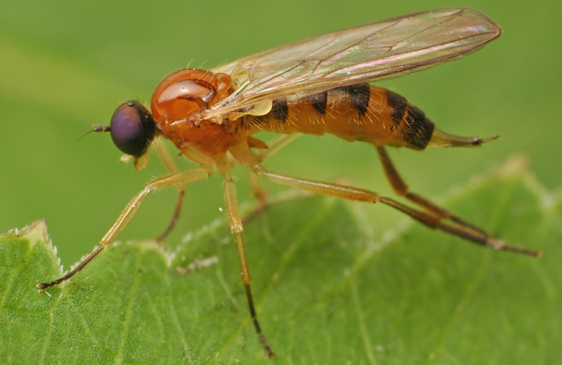 Hybotidae: Leptopeza flavipes (female) (1)