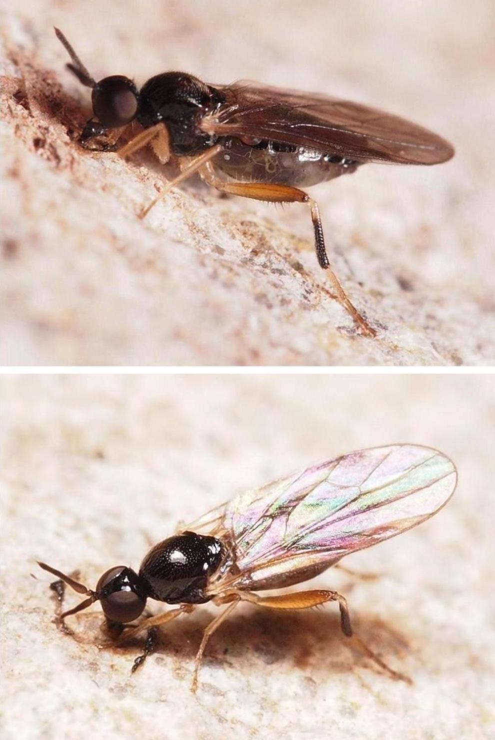Hybotidae: Oedalea tibialis (female) (2)