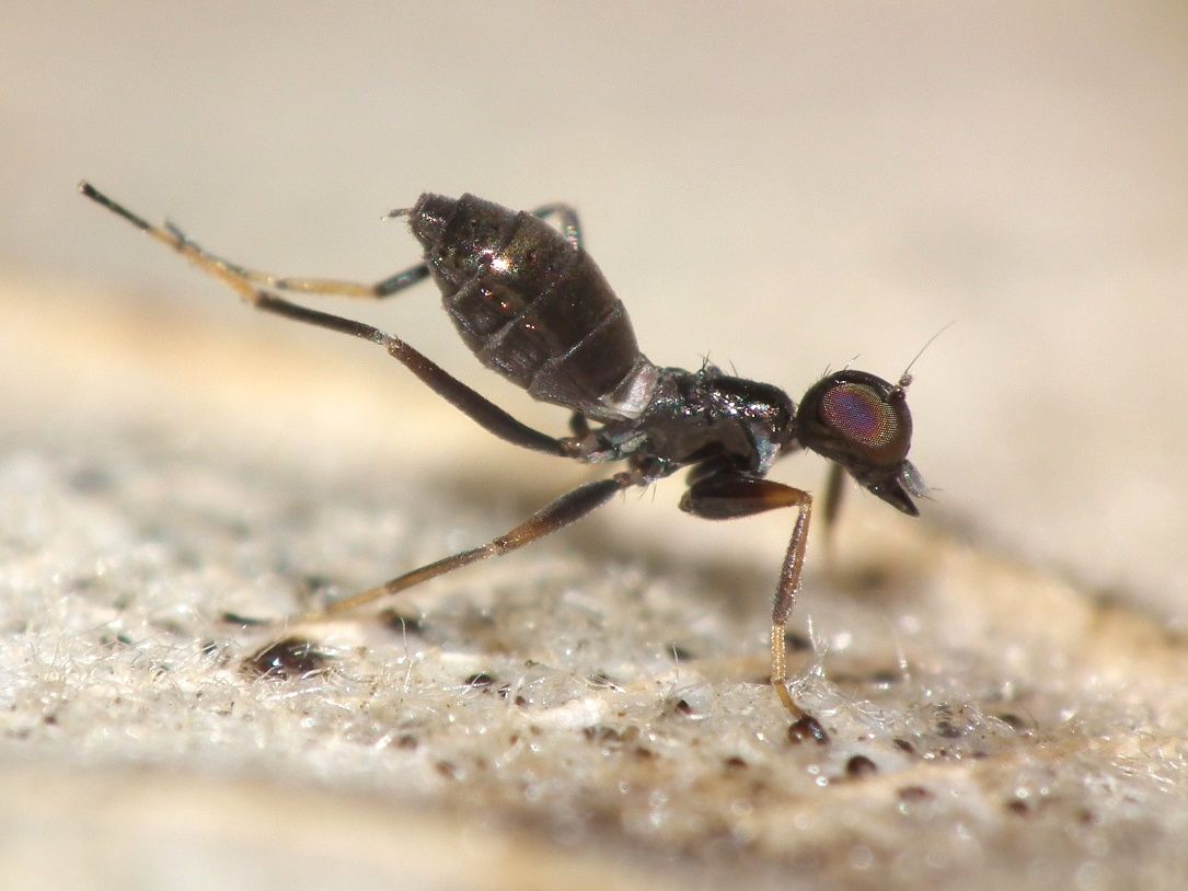 Hybotidae: Tachydromia semiaptera (female) (1)