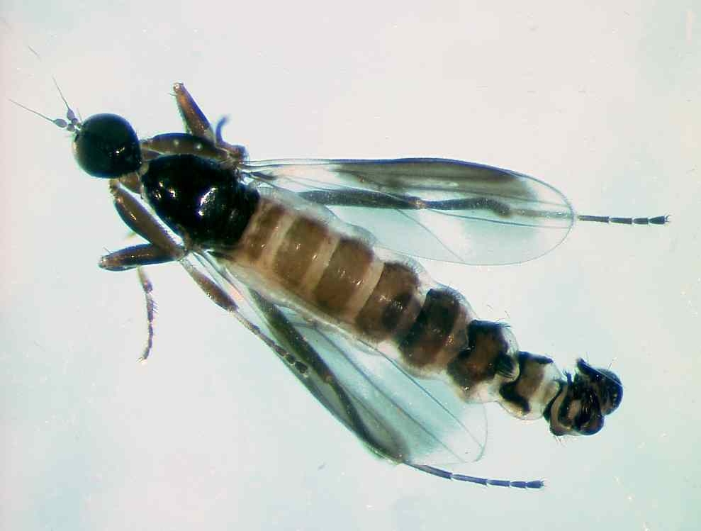 Hybotidae: Tachydromia morio (male) (1)