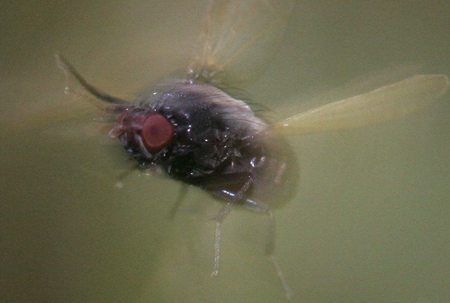 Lauxaniidae: Minettia (Frendelia) longipennis (female) (1)