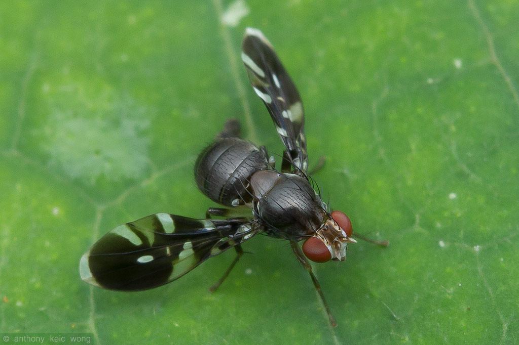 Lauxaniidae: Noonamyia euphlebia (1)