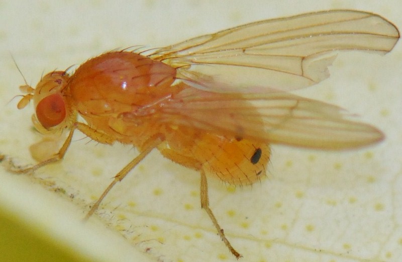 Lauxaniidae: Sapromyza  sexpunctata (male) (4)