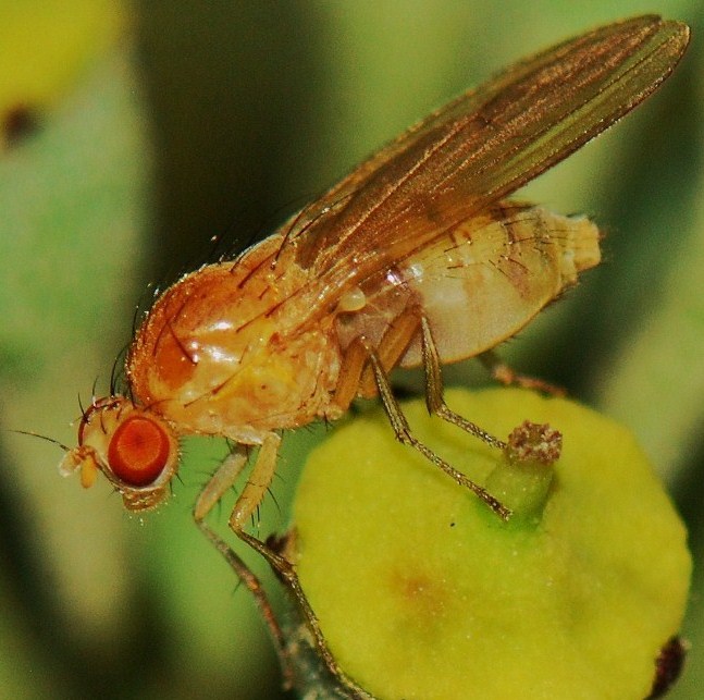 Lauxaniidae:  Meiosimyza rorida (female) (2)