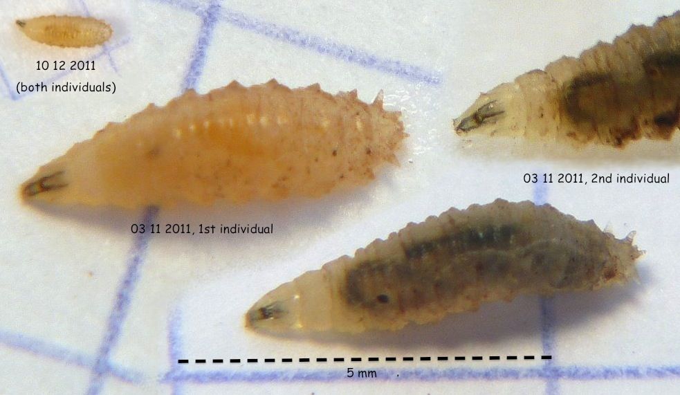 Lauxaniidae: Calliopum aeneum (larva) (1)