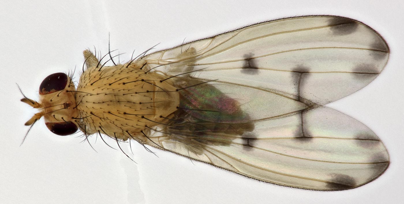 Lauxaniidae: Meiosimyza decempunctata (male) (1)