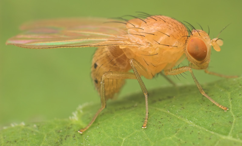 Lauxaniidae: Sapromyza sexpunctata (female) (1)