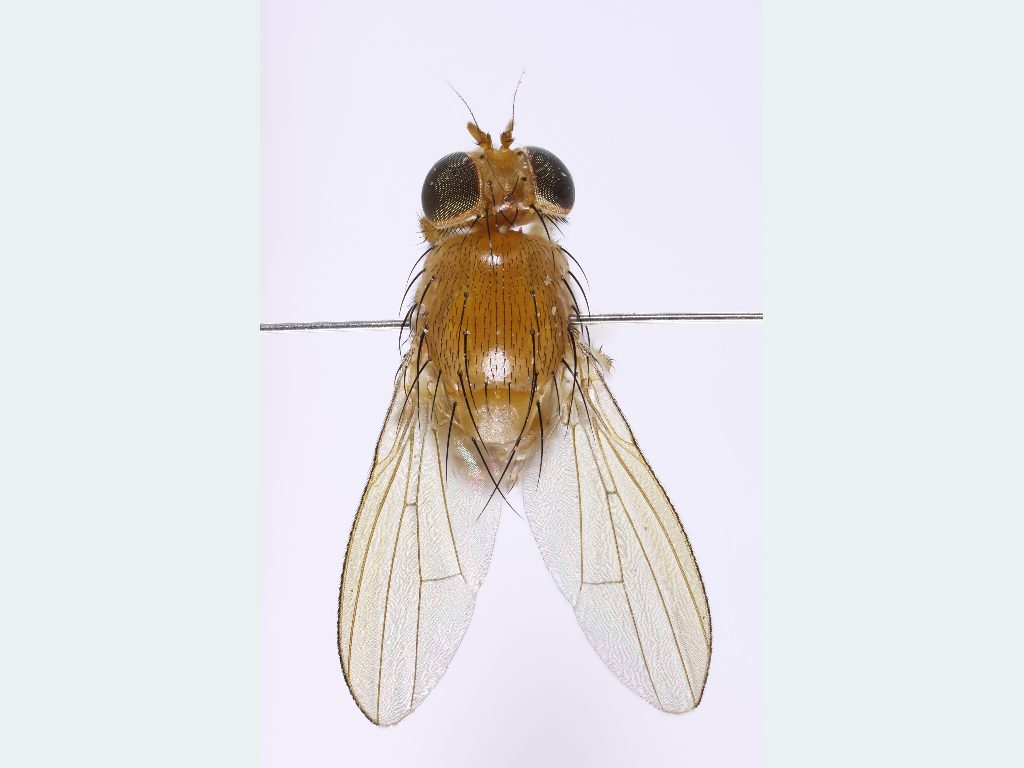 Lauxaniidae: Homoneura valida (male) (1)
