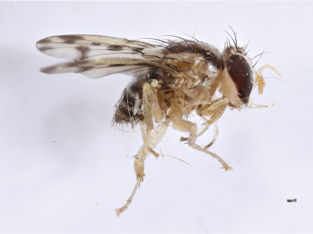 Lauxaniidae: Wawu queenslandensis (male) (2)