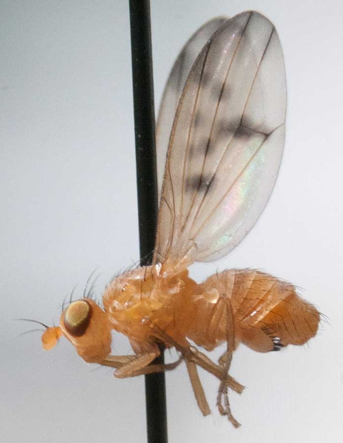 Lauxaniidae: Homoneura lamellata (male) (2)
