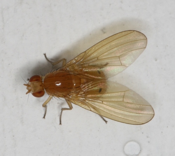 Lauxaniidae: Sapromyza sp. (1)