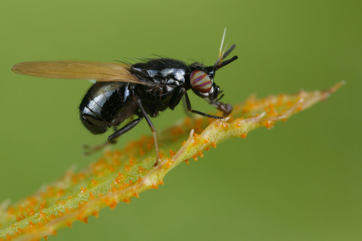 Lauxaniidae: Lauxania minor (male) (1)