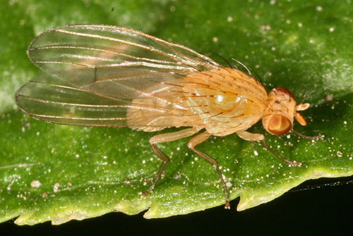 Lauxaniidae: Tricholauxania praeusta (2)