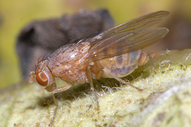 Lauxaniidae: Minettia (Minettia) flaveola (female) (1)