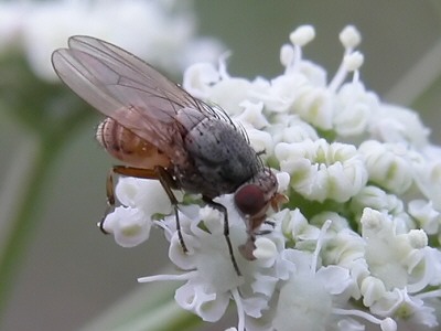 Lauxaniidae: Minettia (Minettia) cf. flaviventris (female) (1)