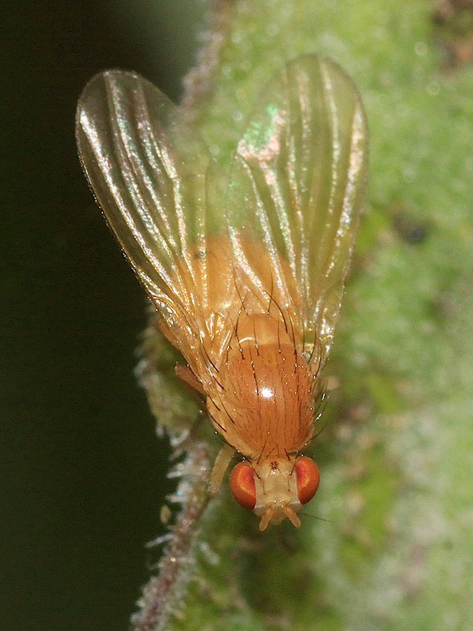 Lauxaniidae: Sapromyza opaca (female) (1)