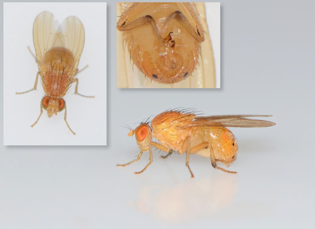 Lauxaniidae: Sapromyzosoma quadripunctata (male) (1)