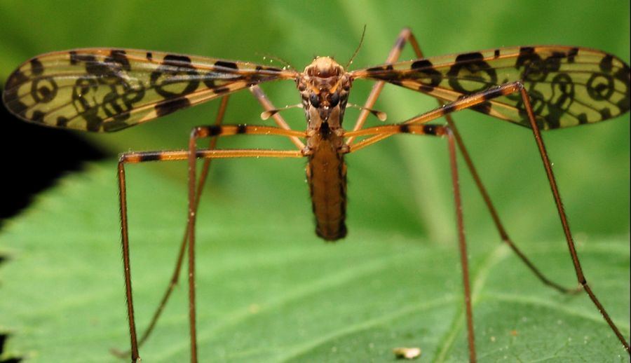 Limoniidae: Epiphragma ocellare (male) (4)