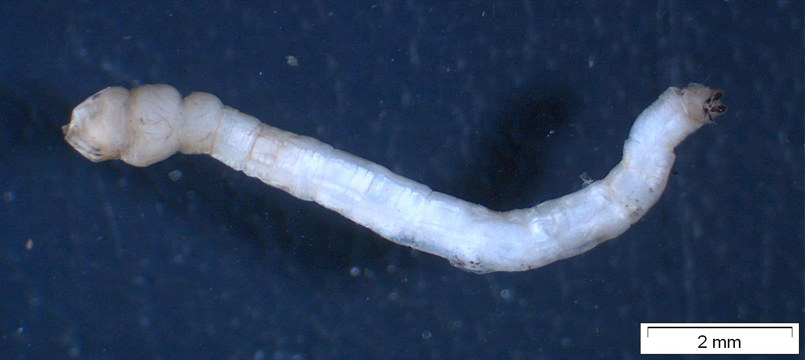 Limoniidae: Erioconopa trivialis (larva) (1)