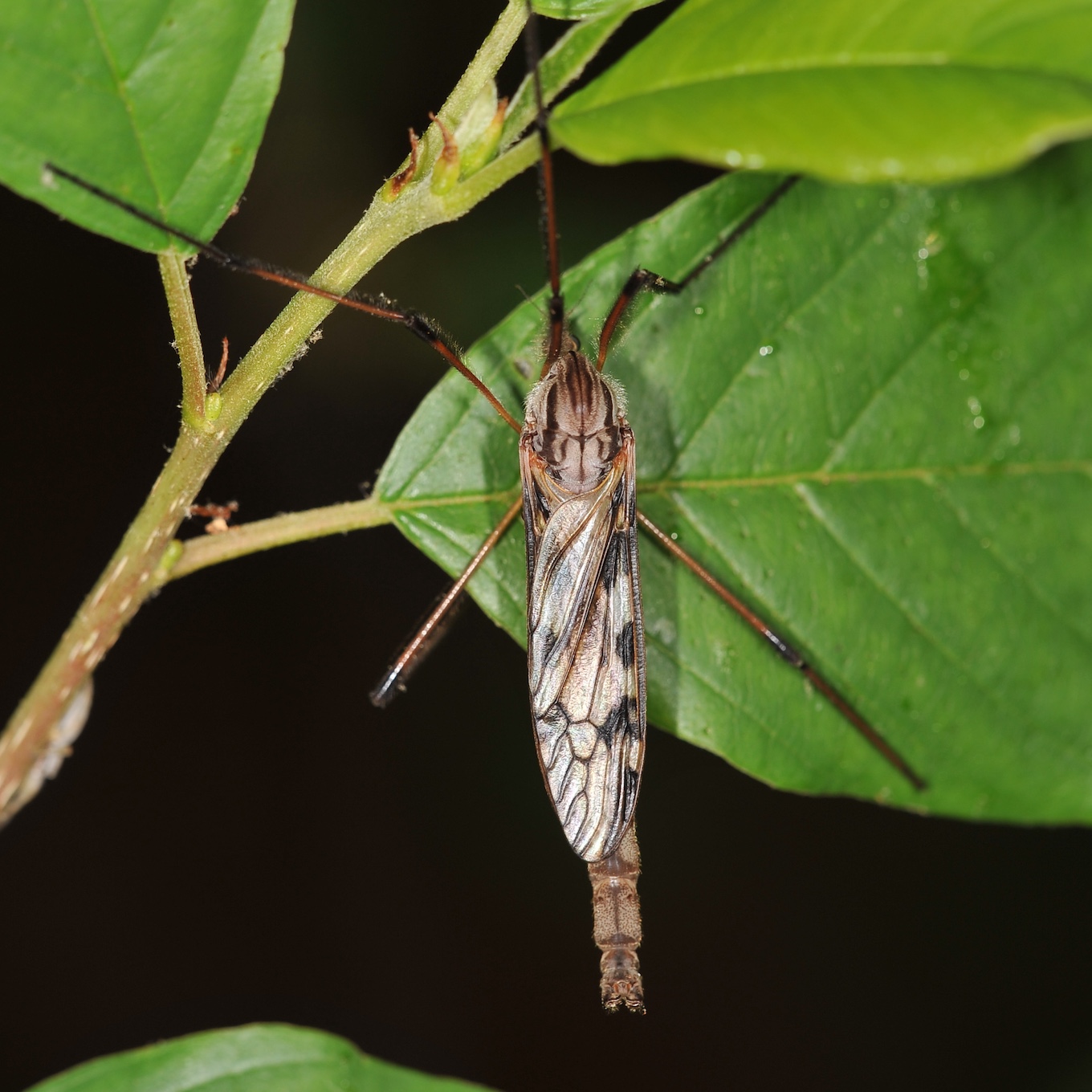Limoniidae: Eutonia marchandi (male) (1)