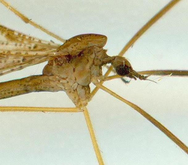 Limoniidae: Conosia irrorata (male) (2)