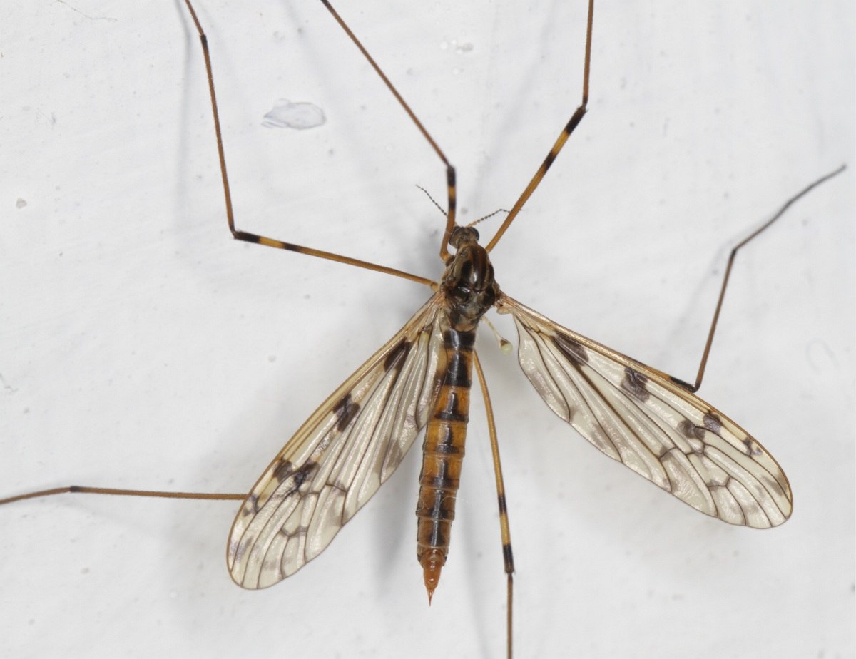 Limoniidae: Metalimnobia quadrimaculata (female) (1)