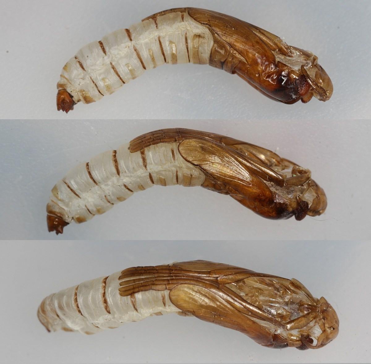 Limoniidae: Metalimnobia quadrimaculata (exuvium) (1)