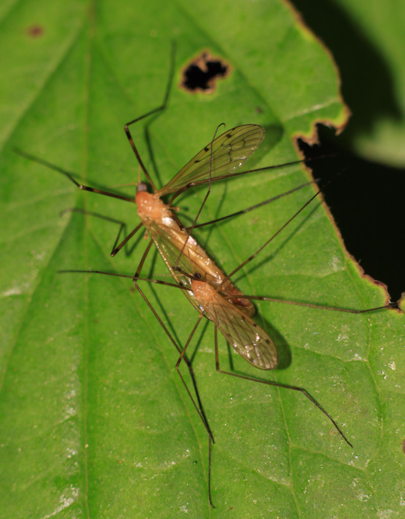 Limoniidae: Limonia phragmitidis (copula) (2)