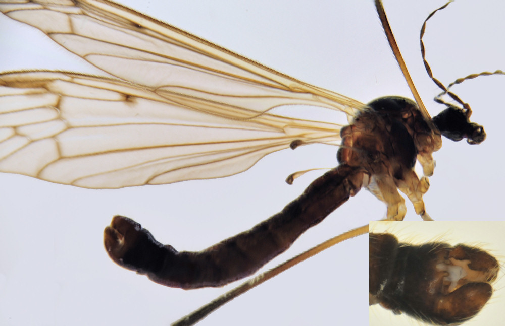 Limoniidae: Phylidorea squalens (male) (1)
