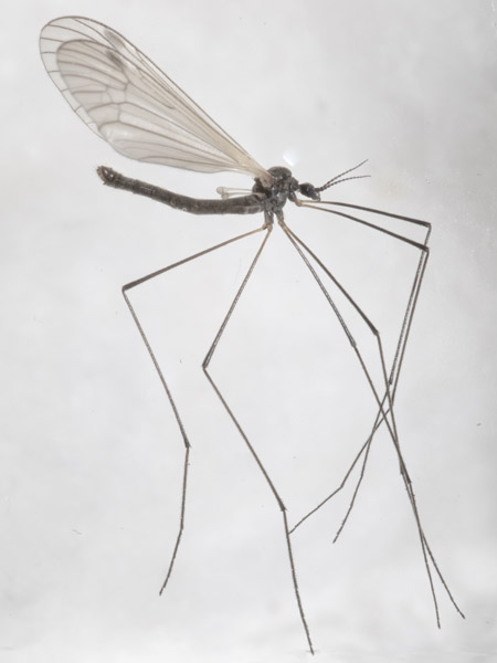 Limoniidae: Prionolabis hospes (male) (2)