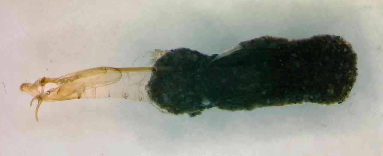 Limoniidae: Thaumastoptera calceata (pupal exuvium) (1)