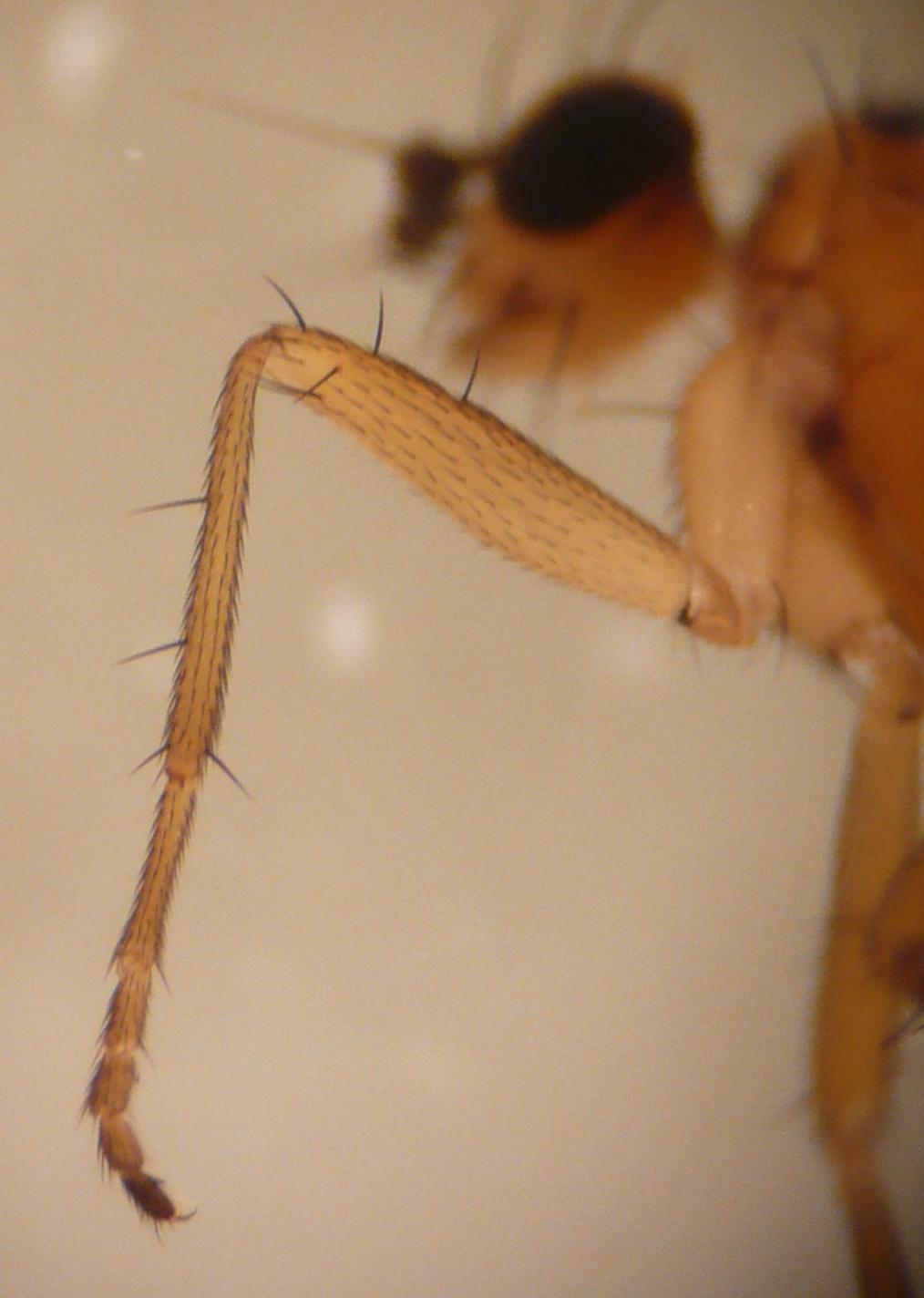Lonchopteridae: Lonchoptera lutea (male) (6)