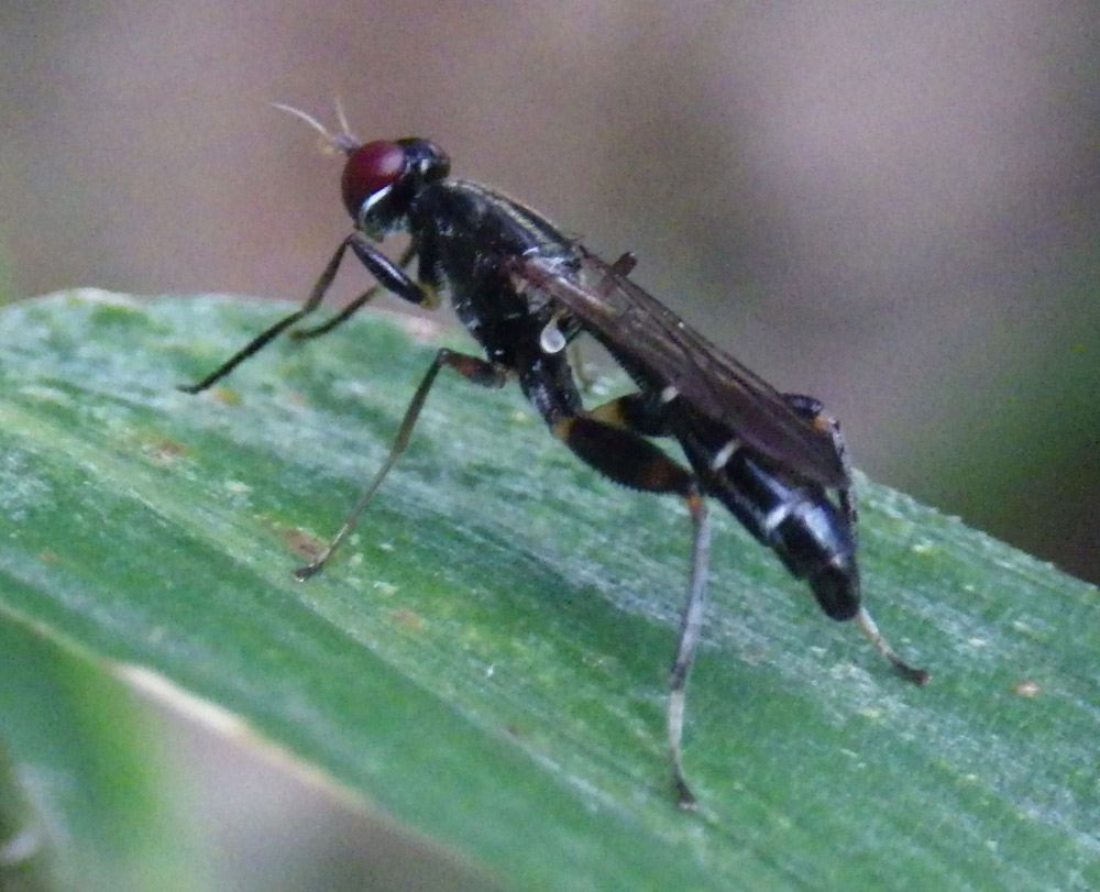 Megamerinidae: Texara cf. compressa (male) (1)
