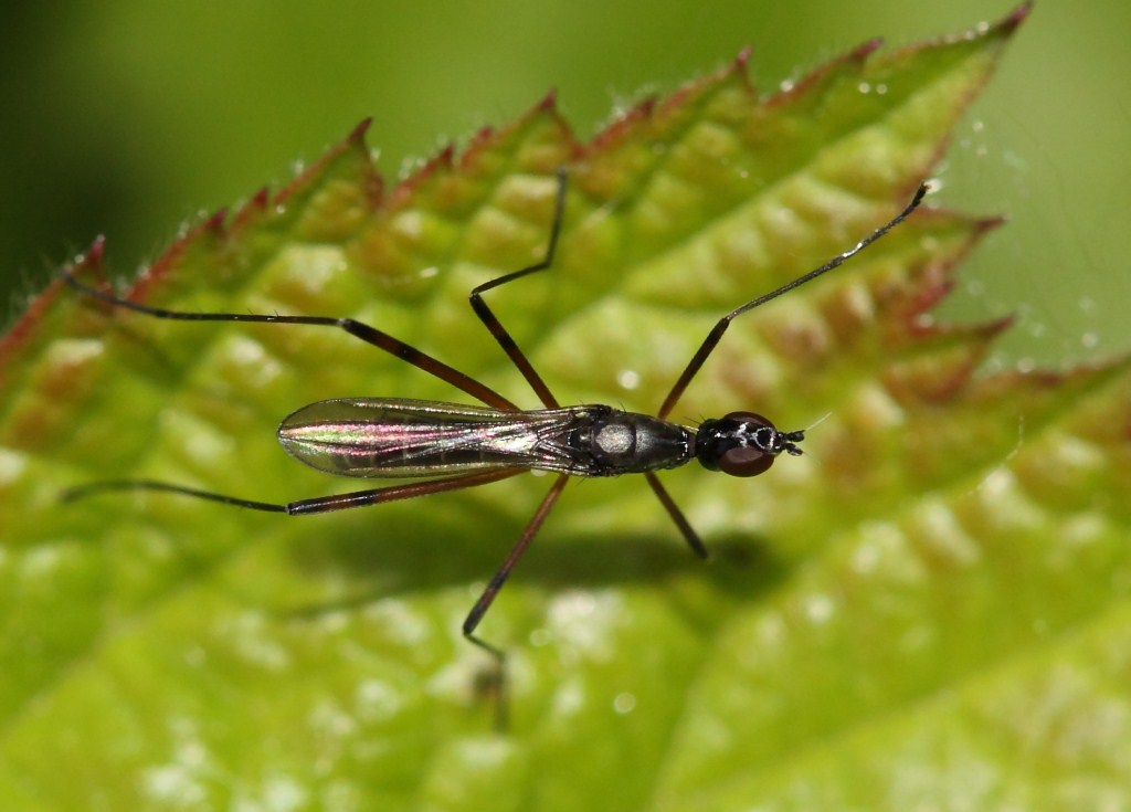 Micropezidae: Micropeza corrigiolata (male) (3)