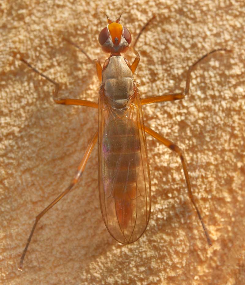 Micropezidae: Calobata petronella (female) (1)