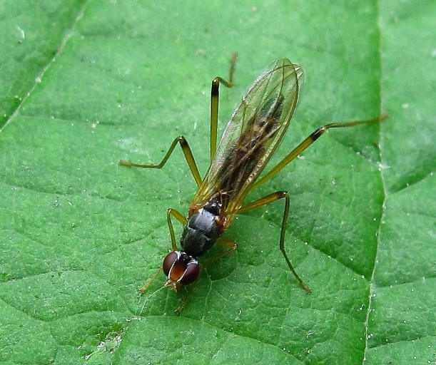 Micropezidae: Neria commutata (female) (1)