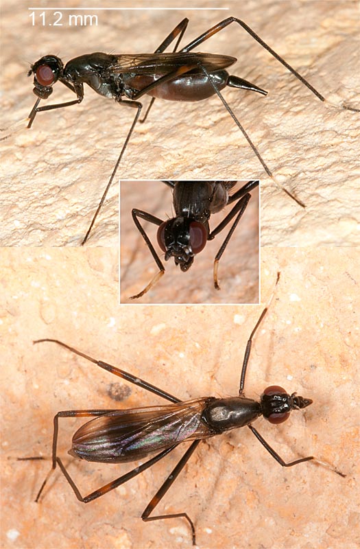 Micropezidae: Rainieria calceata (female) (2)