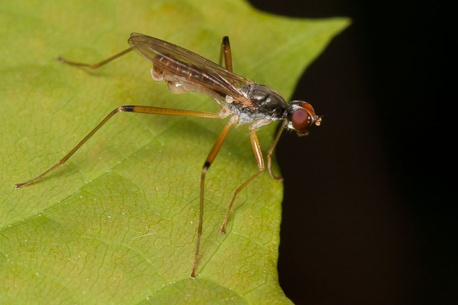 Micropezidae: Neria cibaria (male) (3)